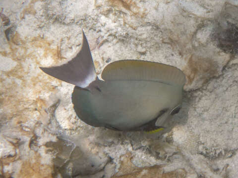 Image of Black-barred Surgeonfish