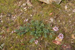 Слика од Astragalus cibarius Sheld.