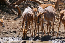 Image of Spiral-horned Antelope