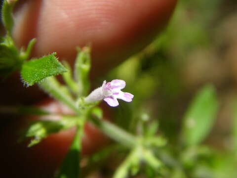 Hedeoma dentata Torr. resmi