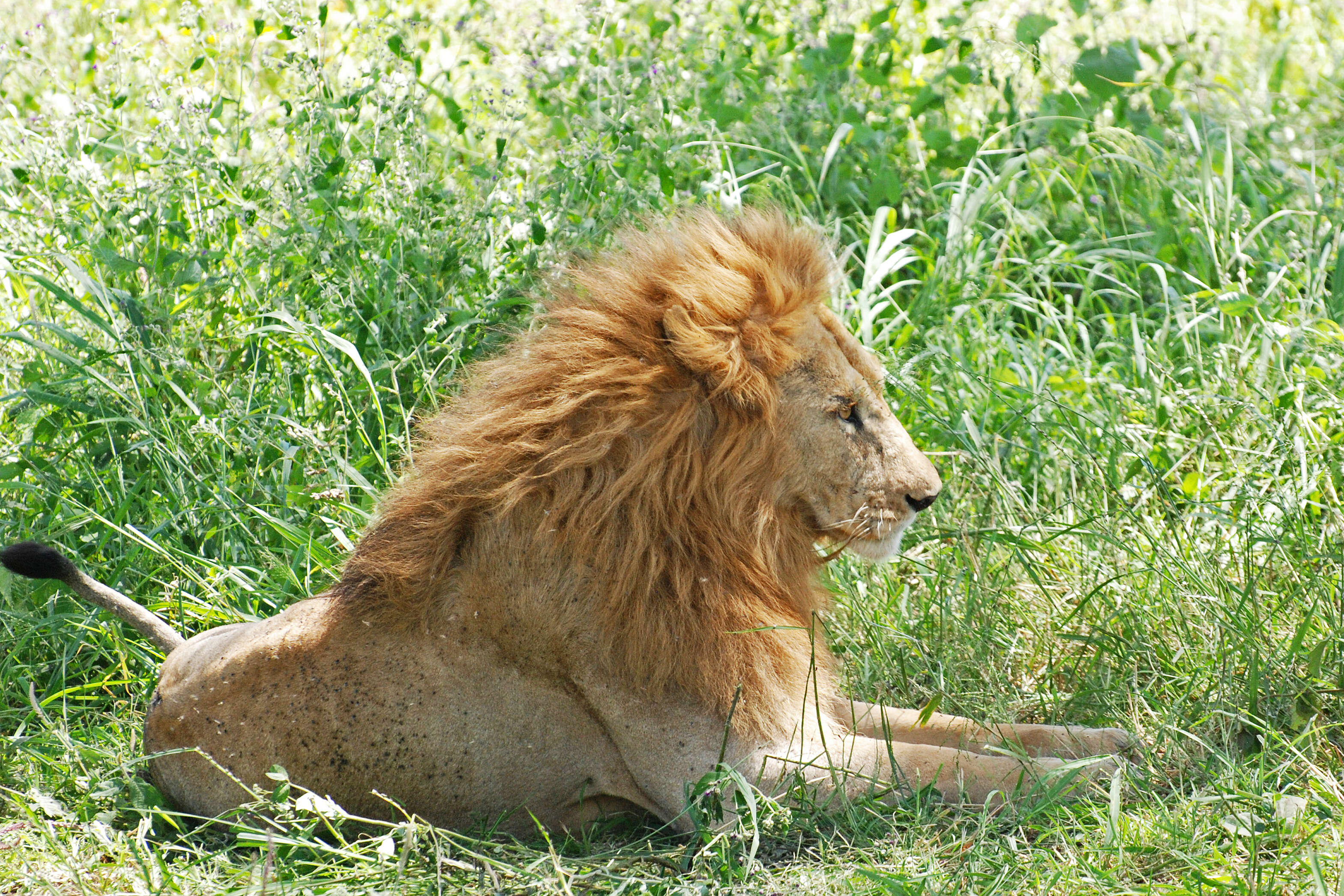 Image of big cats