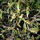 Image of Phoradendron strongyloclados Eichl.