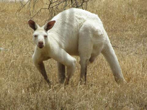 Image of Kangaroo Island Western Grey Kangaroo