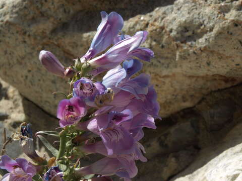 Image of royal penstemon