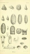 Image of Calthalotia Iredale 1929