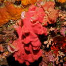Image of ferruginous sponge