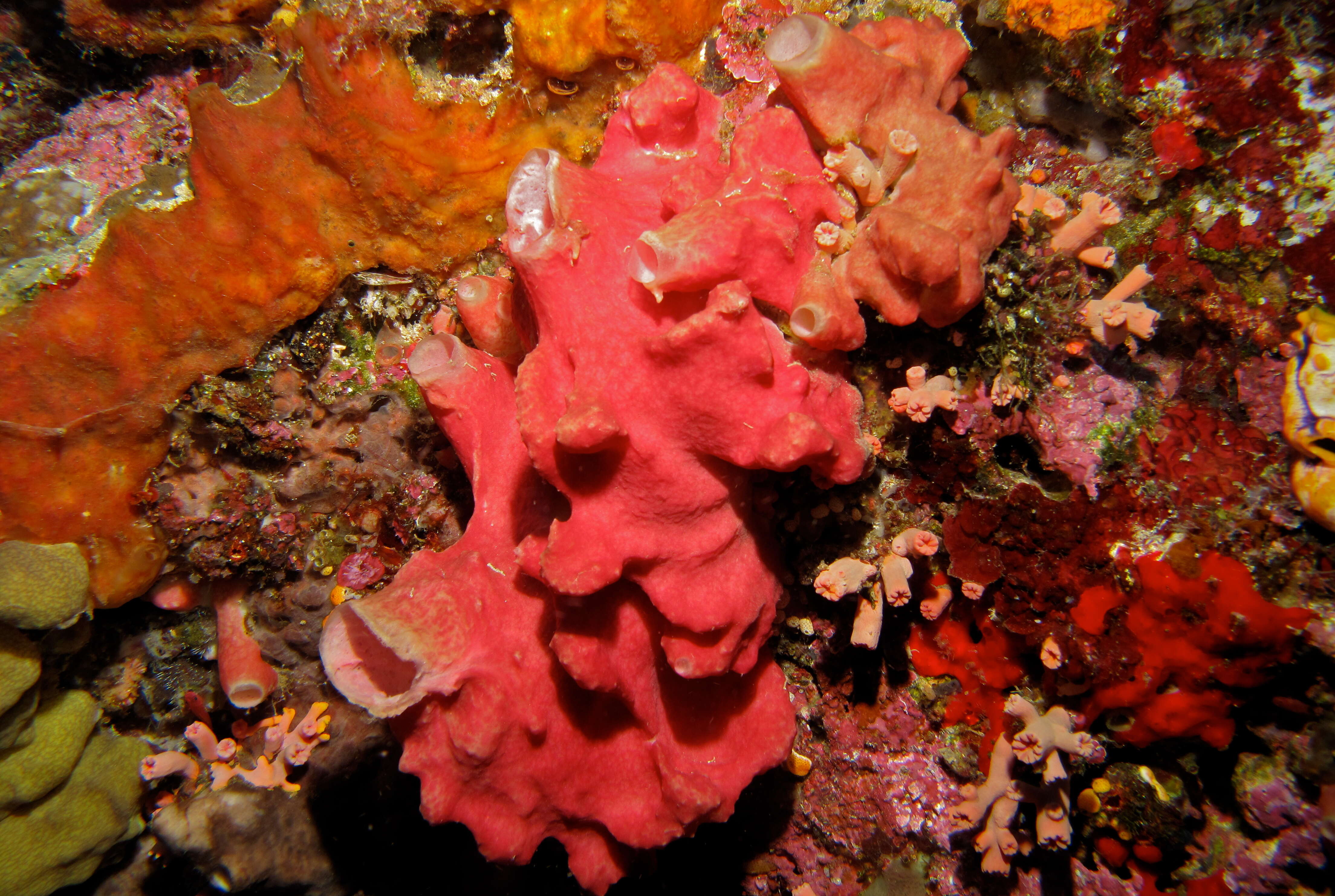 sponges - Encyclopedia of Life