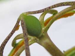 Sivun Passiflora watsoniana Mast. kuva