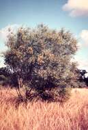 Sivun Acacia hemsleyi Maiden kuva