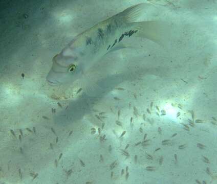 Image of Pastel cichlid