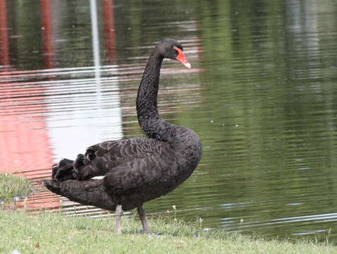 Image of Black Swan