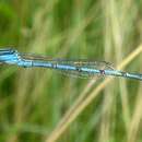 Image of Double-striped Bluet