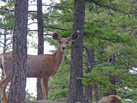 Image of mule deer and white-tailed deer