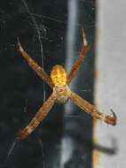 Image of Argiope