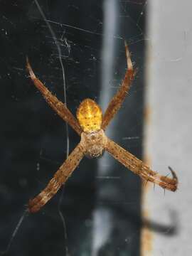 Imagem de Argiope