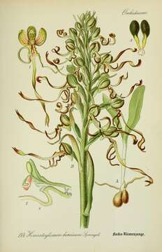 Image of Himantoglossum