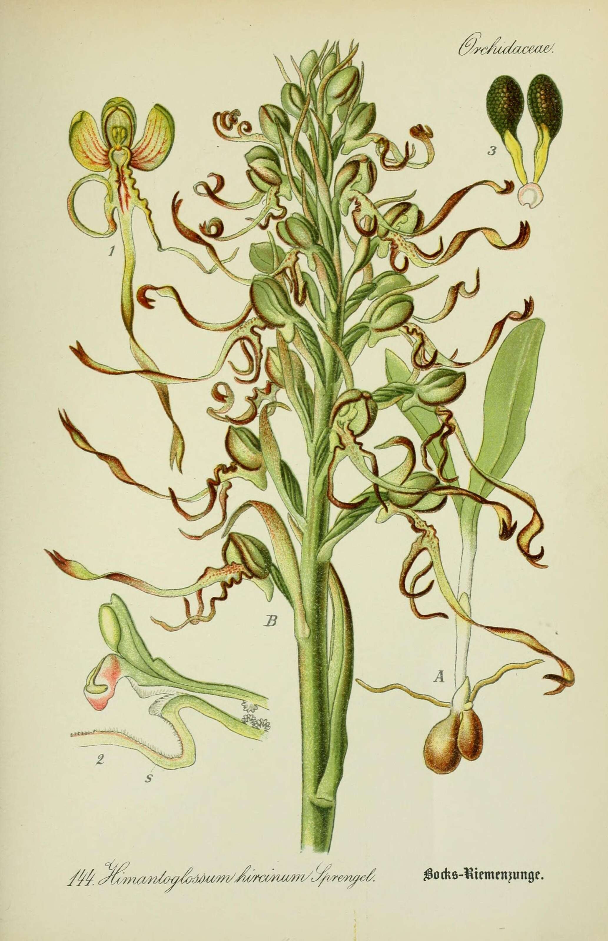 Image of Himantoglossum