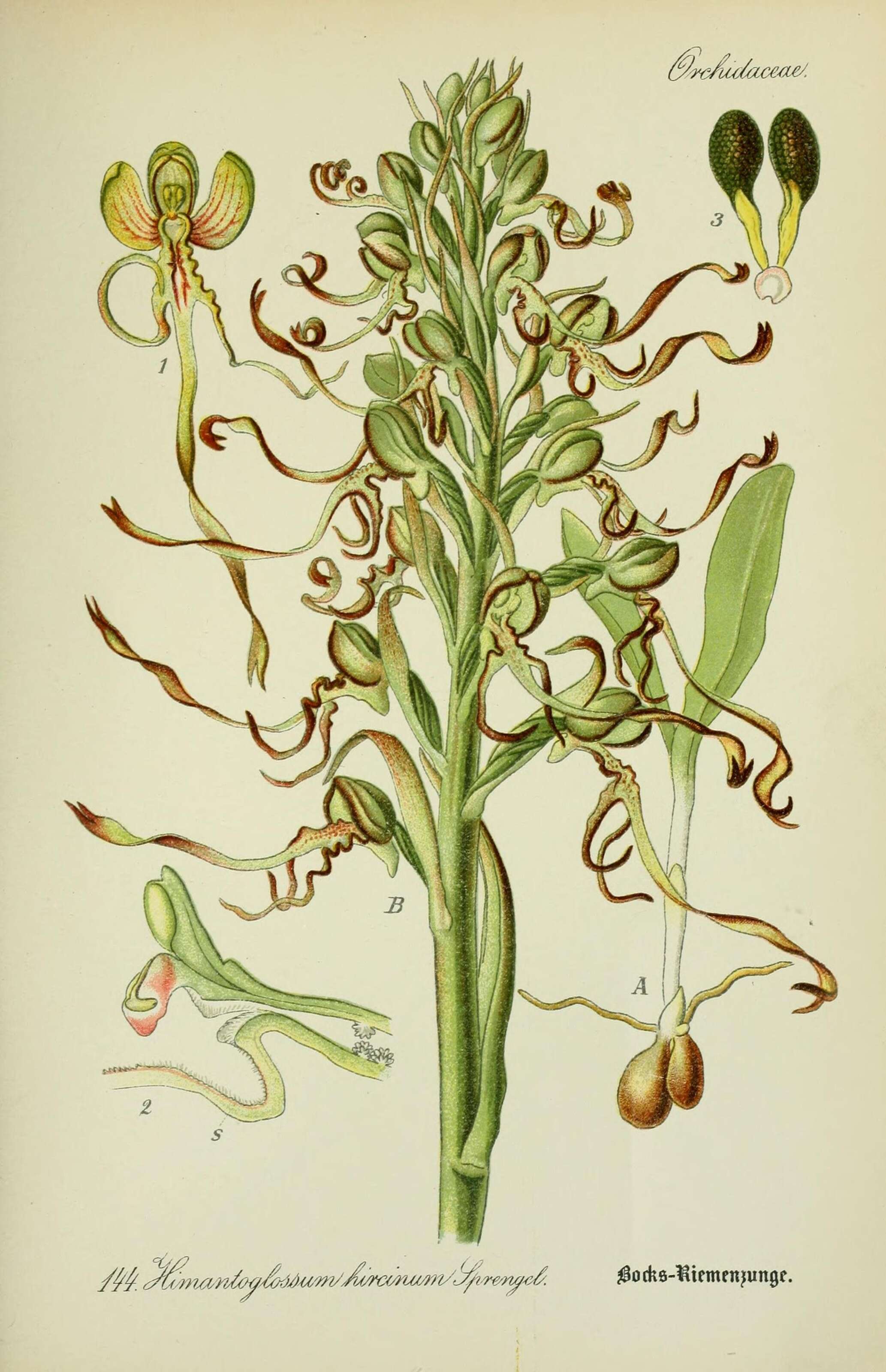 Image of Lizard orchid