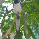 Image of Black-throated Magpie-Jay