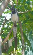 Image of Magpie-jay