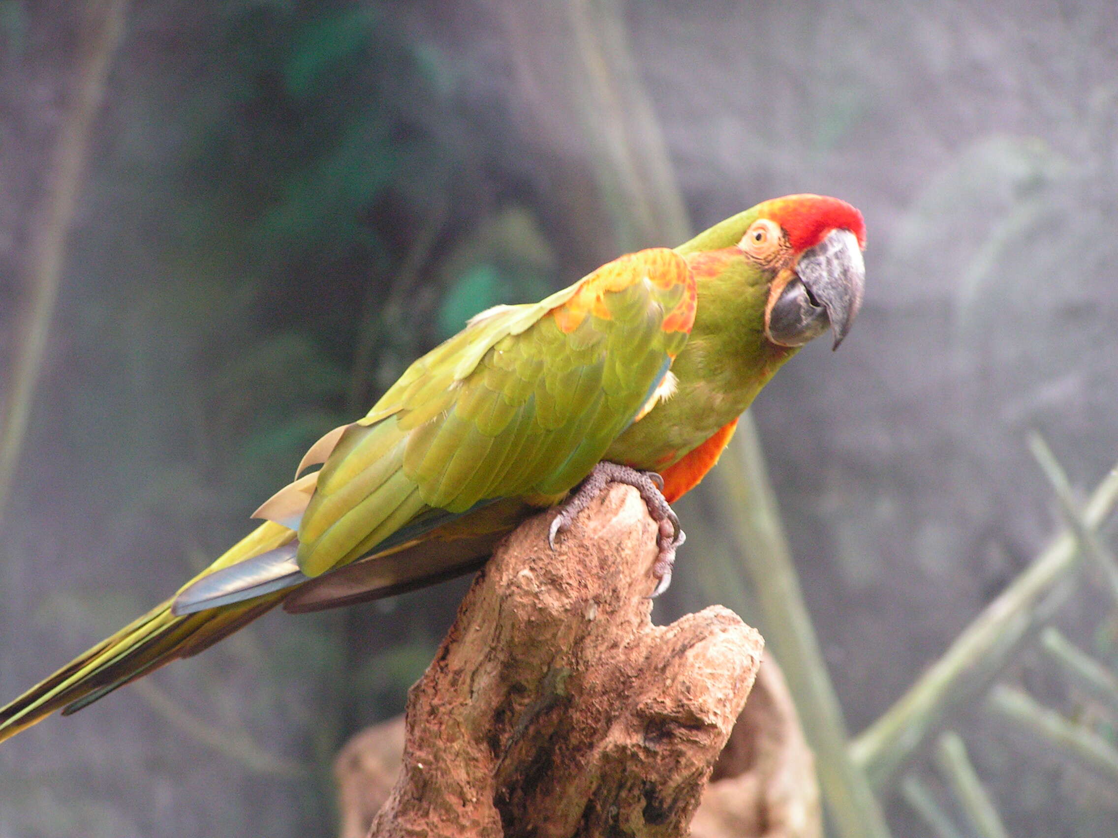 Image of macaws