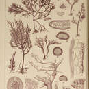 Image of Hypnea variabilis Okamura 1909