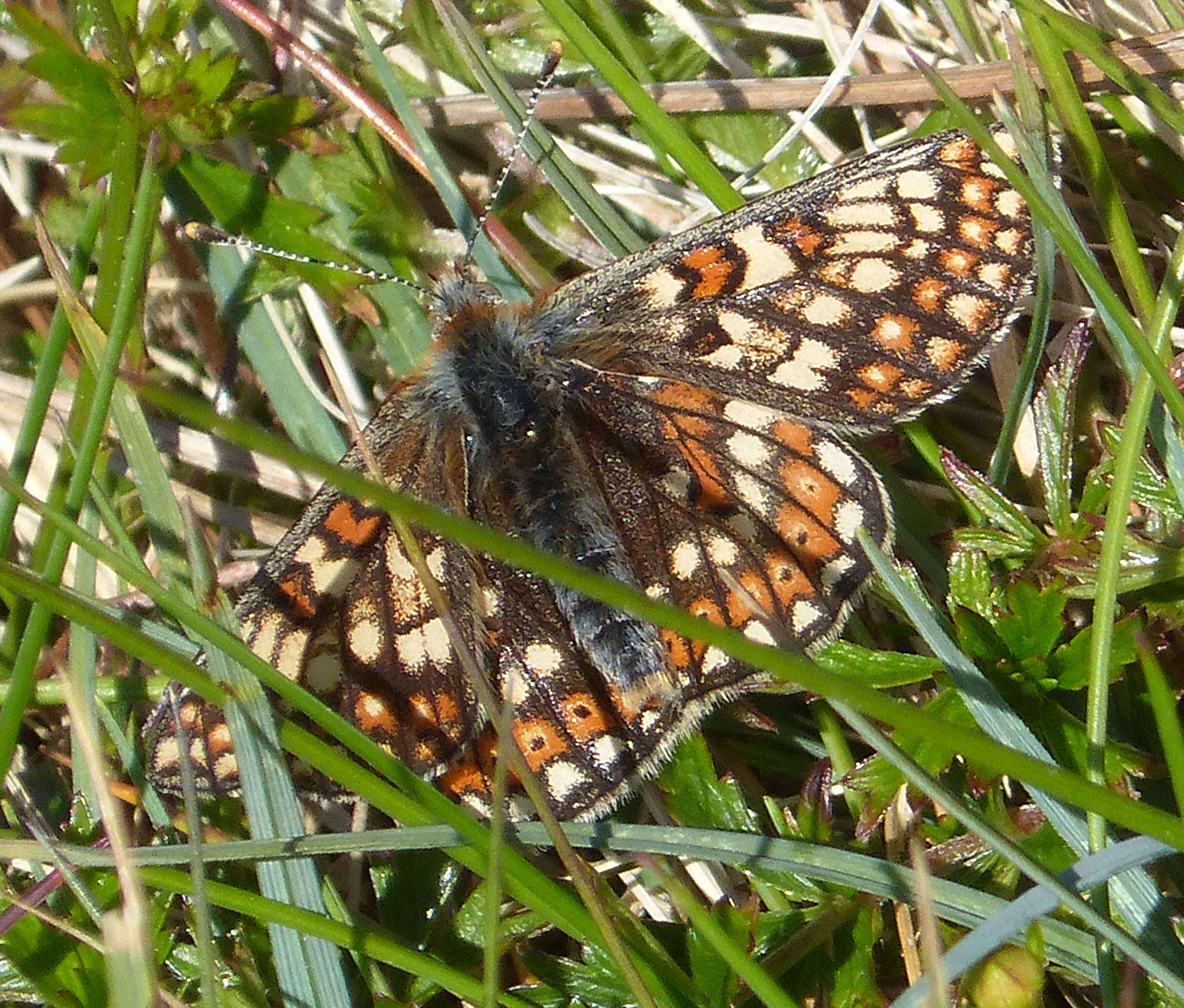 Image of Euphydryas aurinia