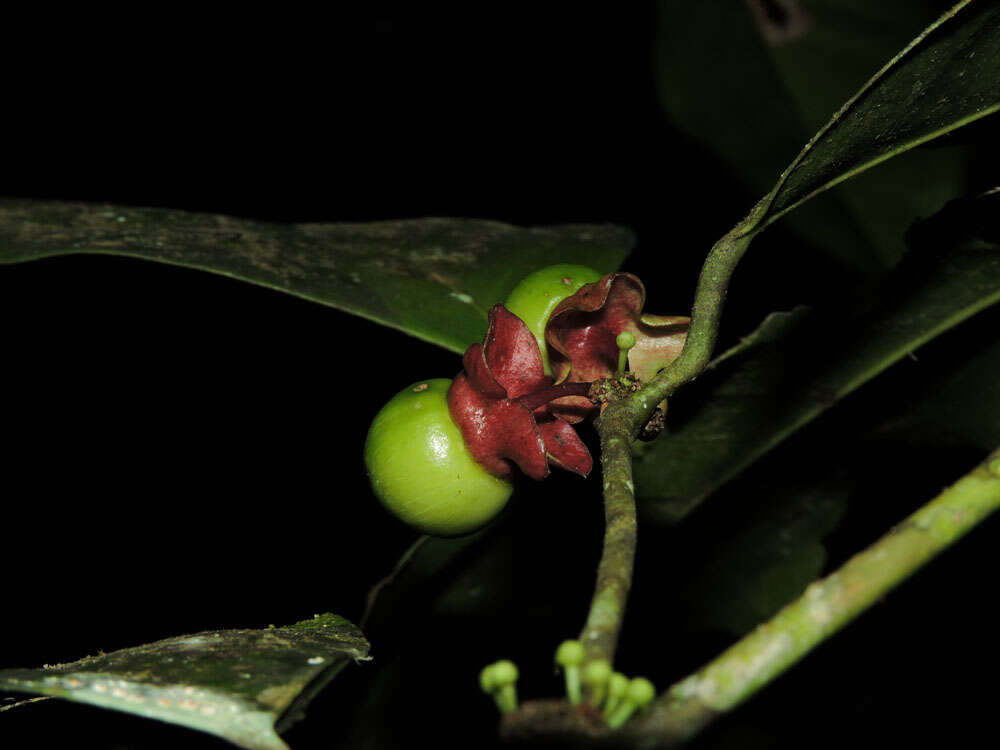 Image of Heisteria concinna Standl.