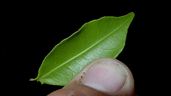 Image of Cariniana legalis (Mart.) Kuntze