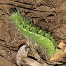 Image of Ruddy Dagger Moth