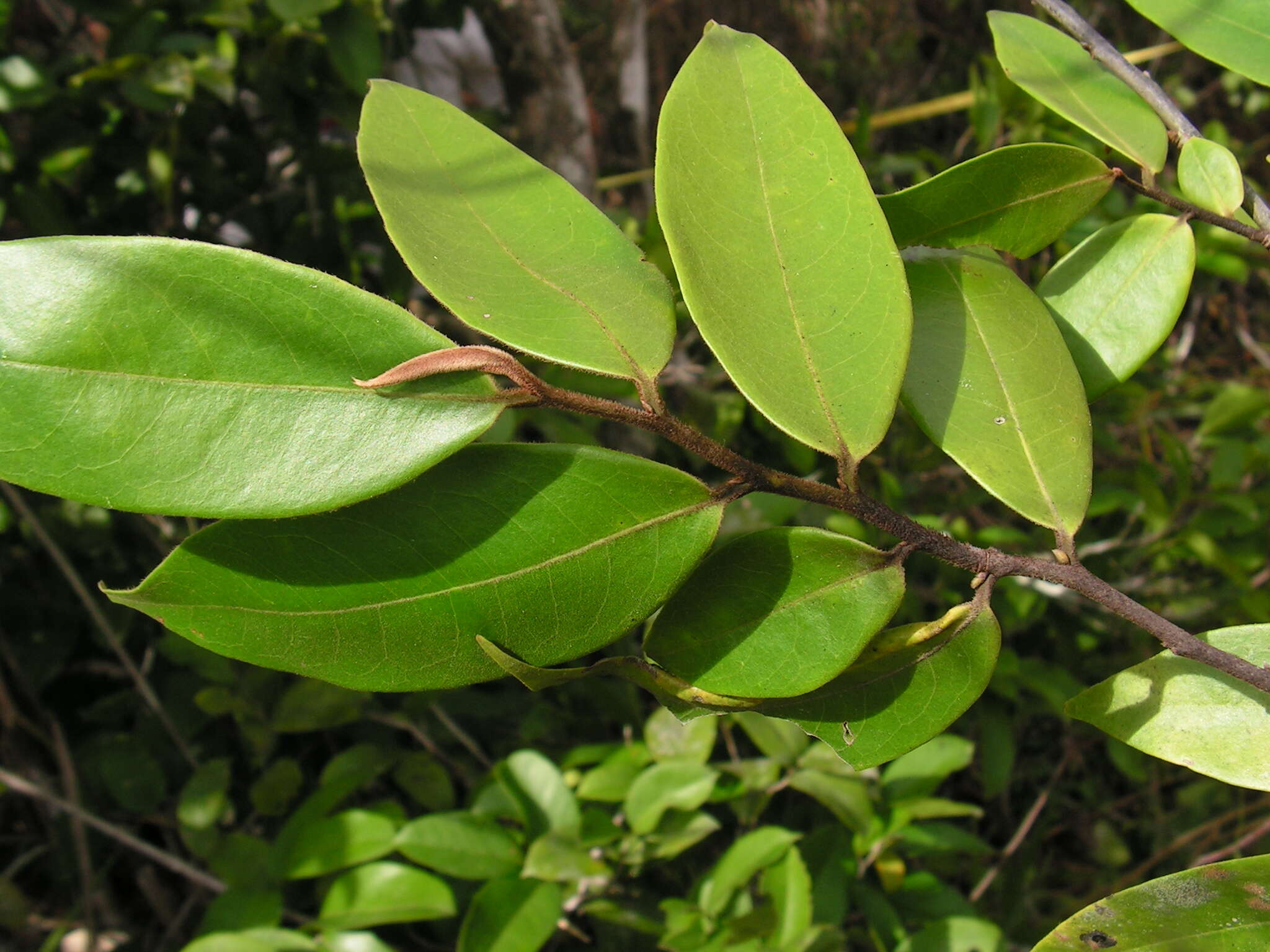 Image of guatteria