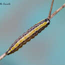 Image of Marble-yellow Straw Pearl