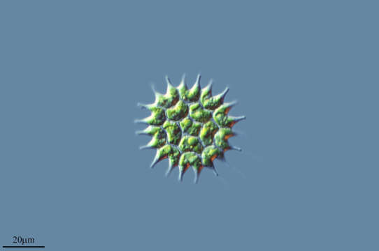 Image of Pseudopediastrum