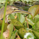 Image of Florida brown snake