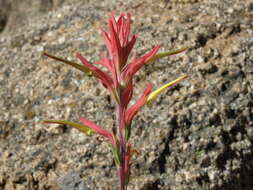 Image of Wyoming Indian paintbrush