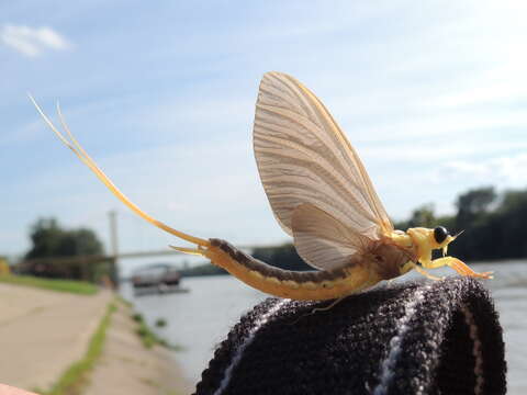 Image de Palingeniidae