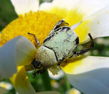 Image de Hoplia bilineata (Fabricius 1801)