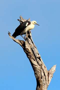 Image of Pacific Heron