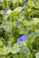 Image of dayflower