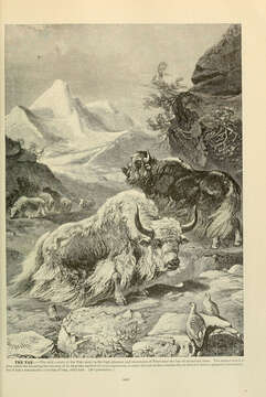 Image of Wild Yak