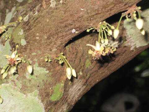 Image of Cacao Tree