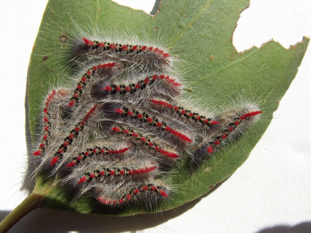 Image of Trichiocercus sparshalli Curtis