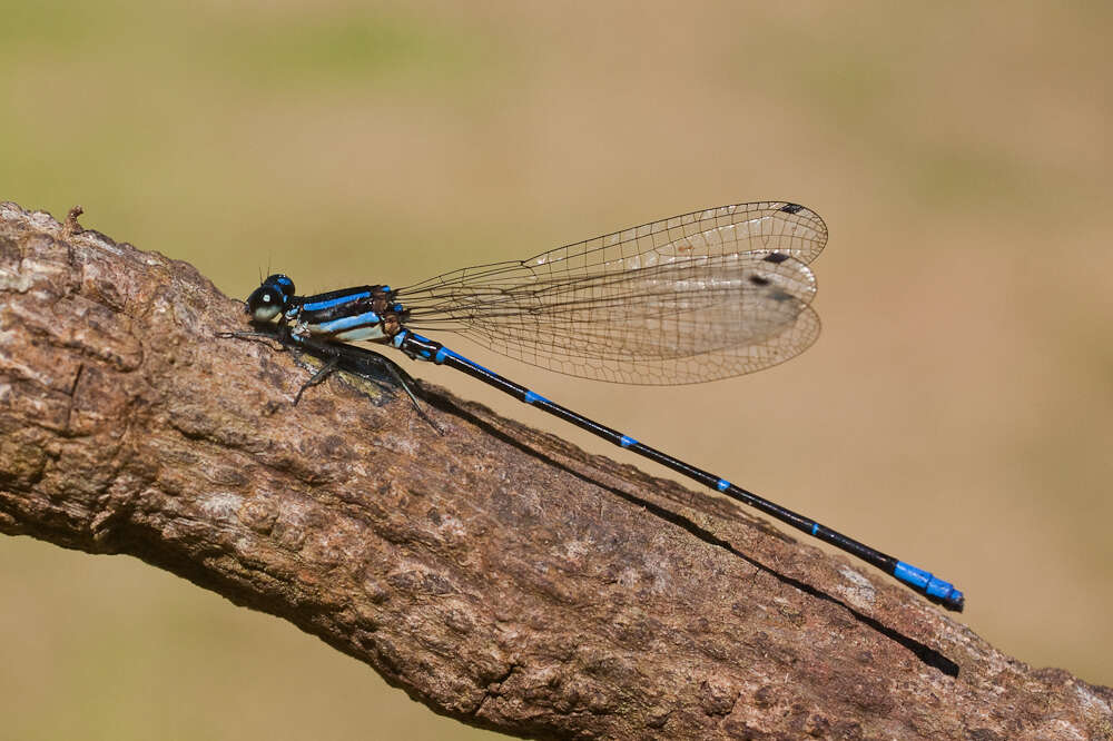 Image of Argia oculata Hagen ex Selys 1865