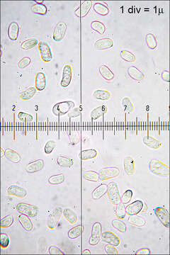 Sivun Peniophoraceae kuva