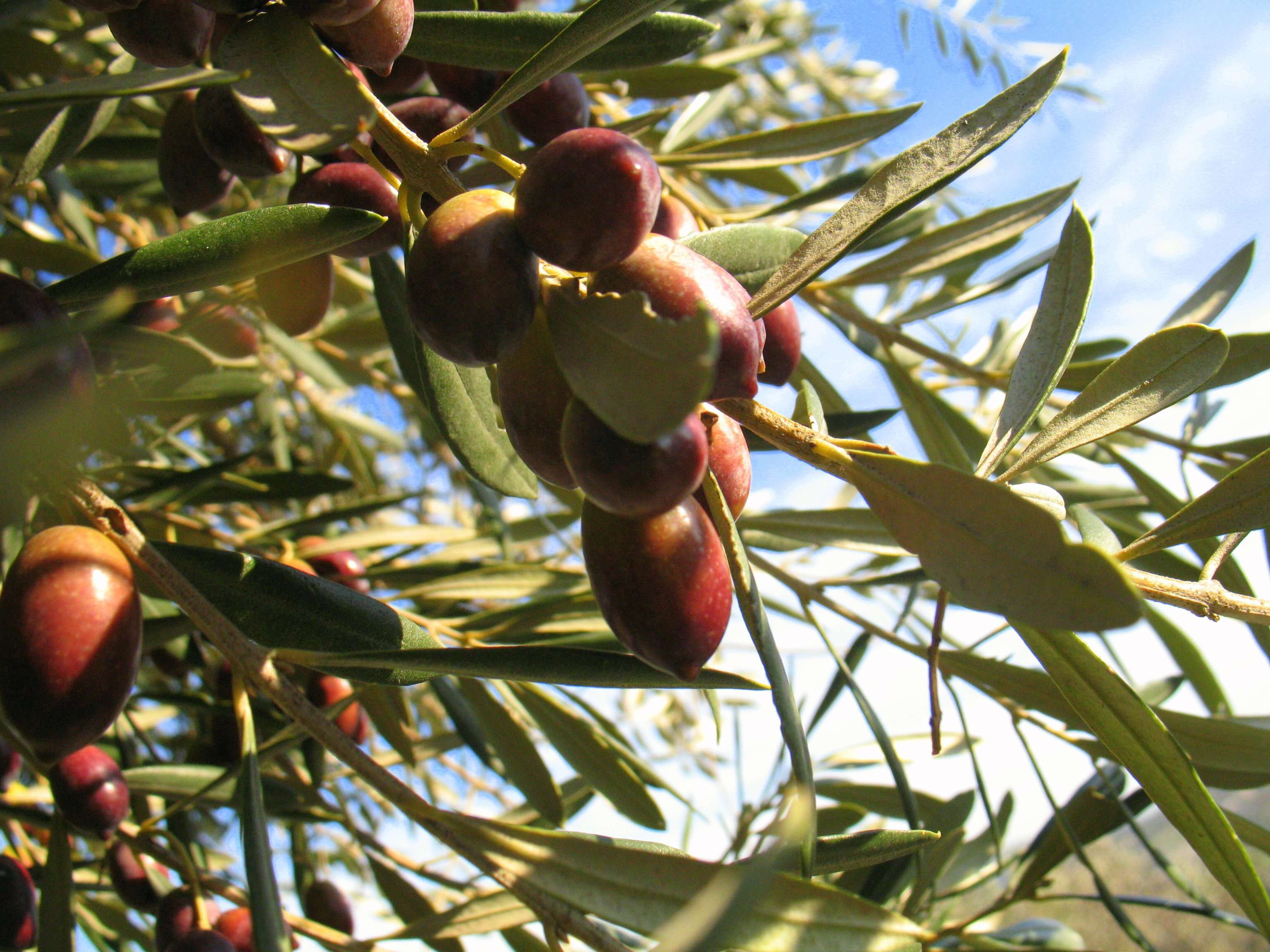 Plancia ëd Olea europaea L.