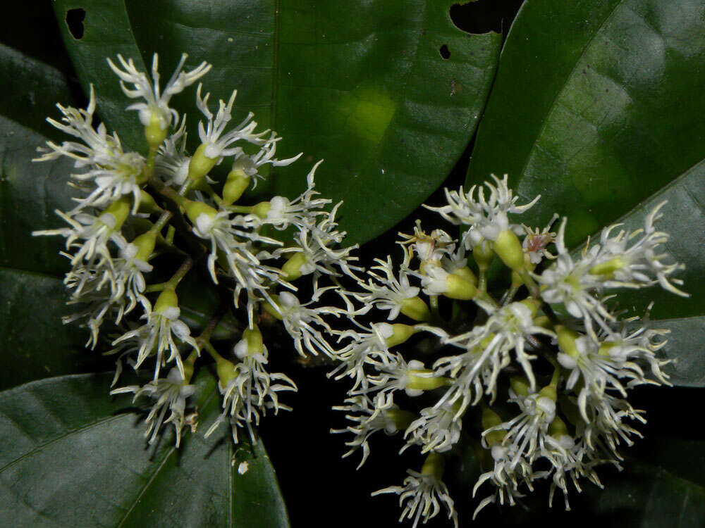 Image of Miconia gracilis Triana