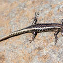 Imagem de Cryptoblepharus poecilopleurus paschalis Garman 1908