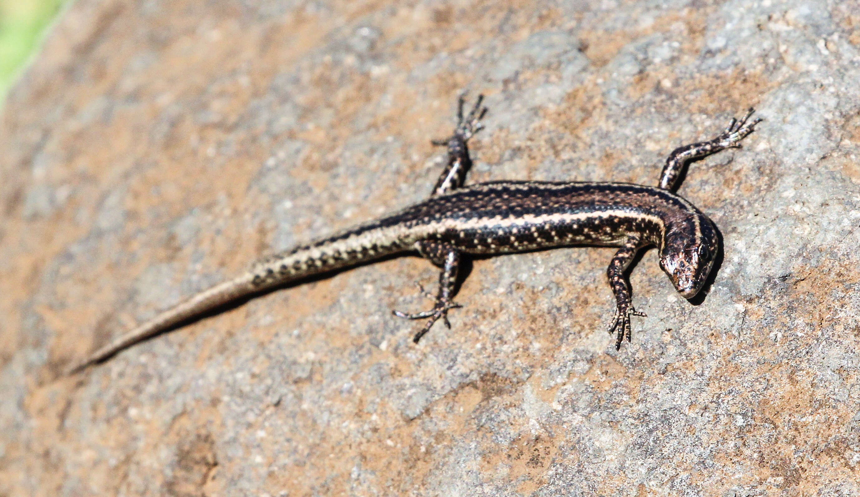 Image of Mottled Snake-eyed Skink