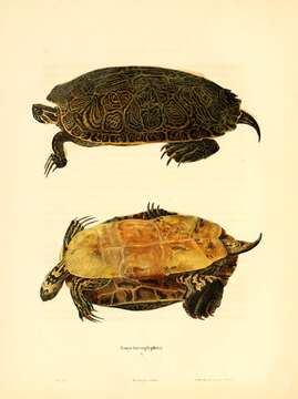 Image of Eastern River Cooter