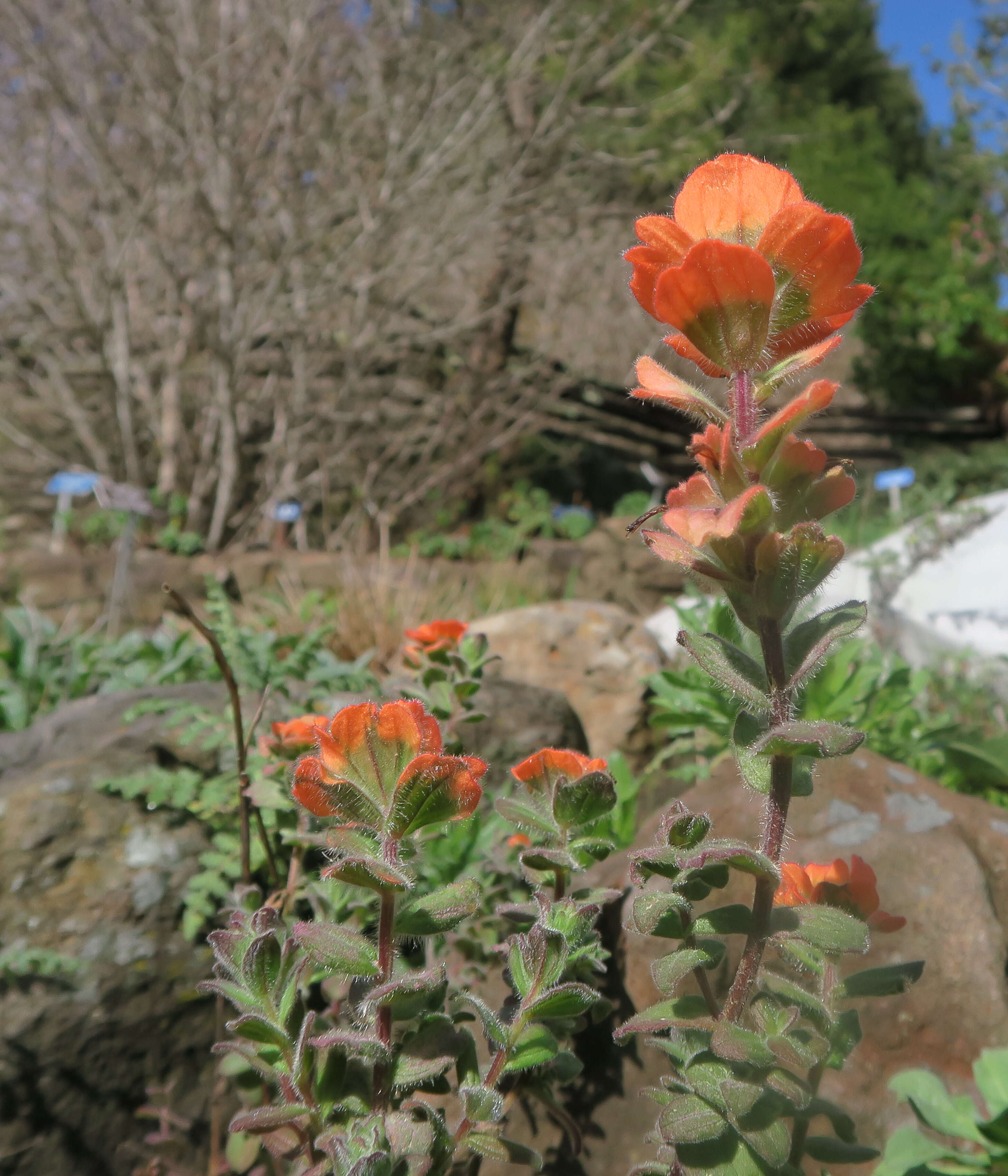 Castilleja latifolia Hook. & Arn. resmi